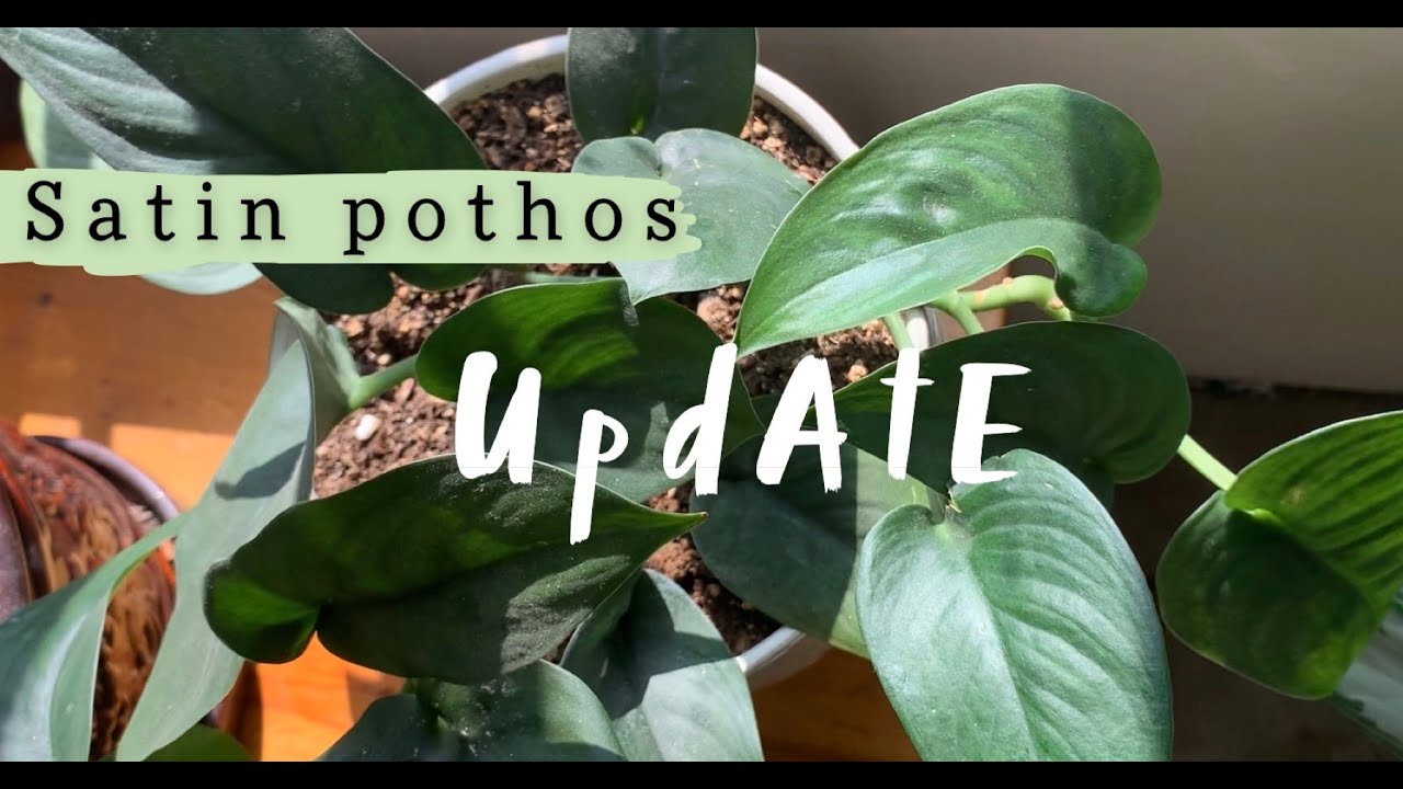 Plant Update Jade Satin Pothos Monstera Peru