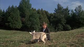 Disneys The Incredible Journey Epilogue 1963