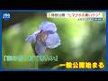 「海の色と似てきれい」幻の花“ヒマラヤの青いケシ”の一般公開始まる
