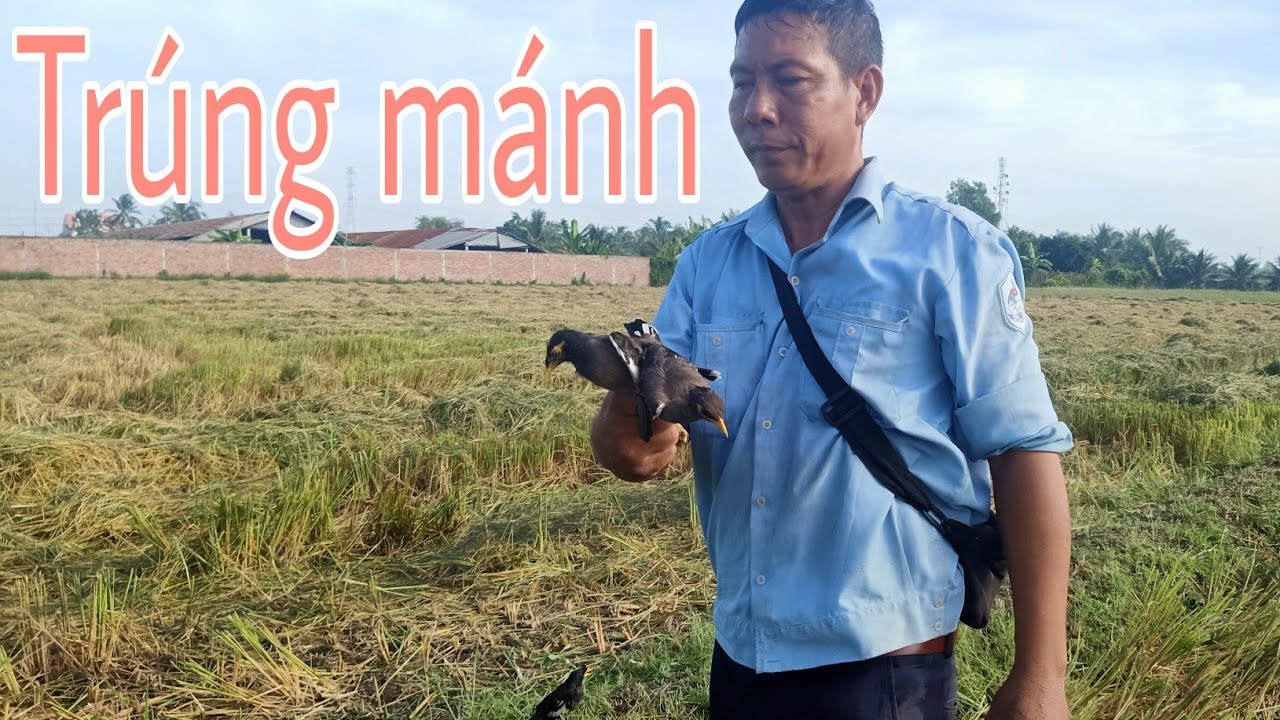 Đánh được bầy sáo khủng|Dẹnvlog