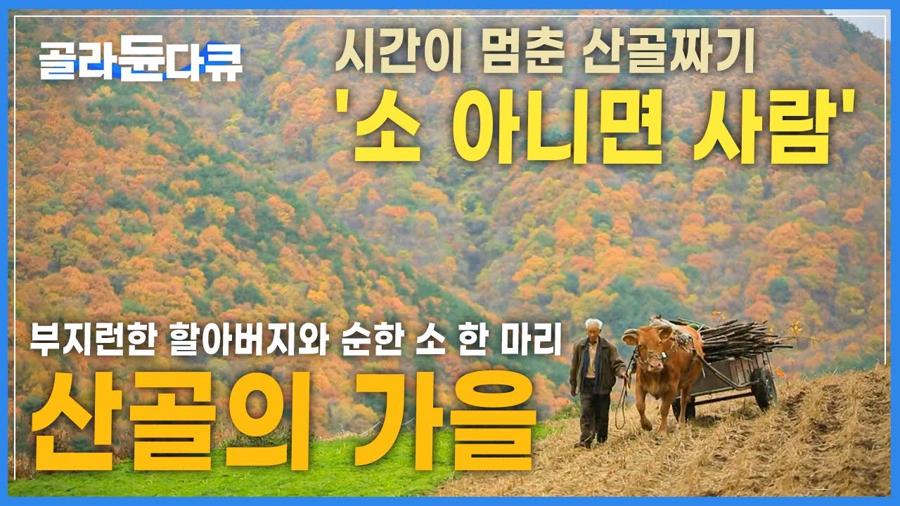 경운기도 자동차도 힘 못쓰는 산골 오지마을, 부지런한 할아버지와 순한 소 한마리│가을 무릉도원을 찾아서│시간이 멈춘 산골의 가을│한국기행│#골라듄다큐