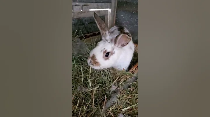 Chestnut Hill Farm Popcorn Bunnies March 7, 2022