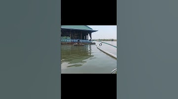 Câu tôm dính con cá ngác trọng nhe#cautom#song#chê miền tây