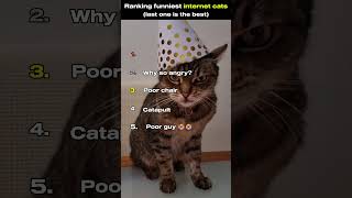 Ranking Funniest Internet Cats