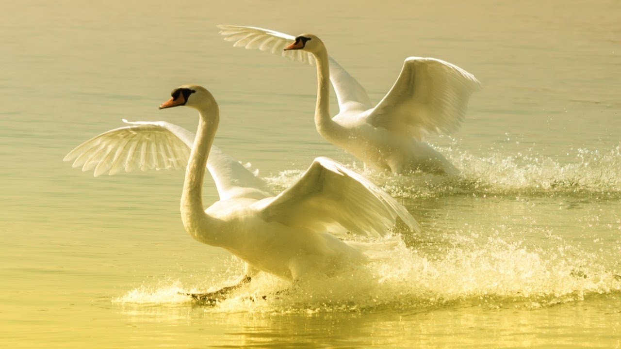 Beautiful Relaxing Music, Peaceful piano, "Romantic Alps" in 4k by Tim Janis