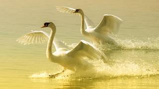 Beautiful Relaxing Music, Peaceful piano, 'Romantic Alps' in 4k by Tim Janis