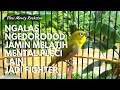 Suara Burung Pleci Gacor Cocok Buat Masteran Mp3 - Mp4 Download