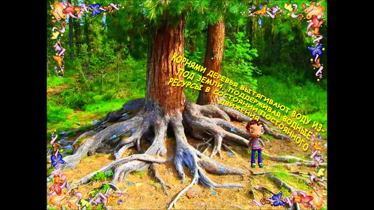 Зачем беречь лес? Рассказ для детей. - YouTube