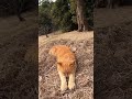 完全に野生を忘れた野良猫