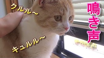 クルル Youtube クルル Youtube