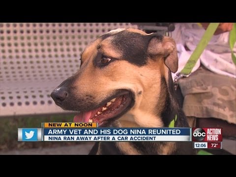 Vídeo: Pet Scoop: Veterano do Exército reunido com cachorro roubado, K9 encontra criança perdida em arbustos