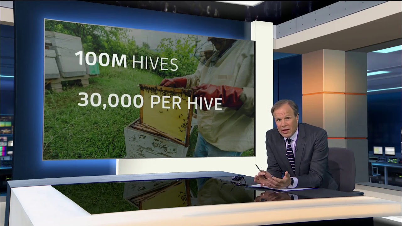 How many bees are there in the world? (Global) - ITV News - 20th May 2019