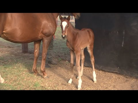 Thoroughbred Industry Careers