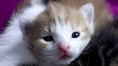 Une Maman Chatte Transporte Ses Bebe Chatons Youtube
