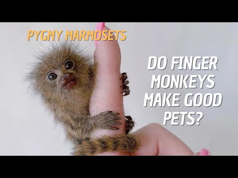 Видео: Хүлгэн сармагчингууд сайн тэжээвэр амьтан болдог уу?