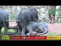 കോട്ടൂരിലെ ആനക്കഥകള്‍ | Kottur Elephant Rehabilitation Centre | World Elephant Day