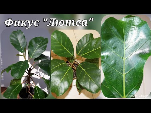 Video: Ficus Er Smakløs, Eller Fig Er Smakløs