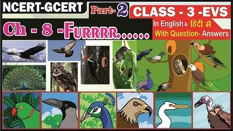 Furrr...IIFlying High || Evs class 3 NCERT || EVS CHAPTER 8 || FOR CBSE SCHOOLS II(Part 2)