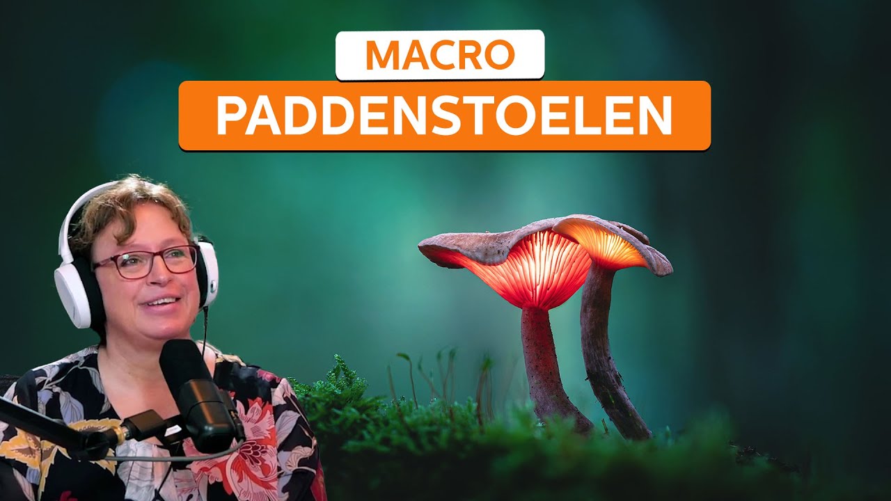 Tips voor het fotograferen van paddenstoelen! | Zoom.nl
