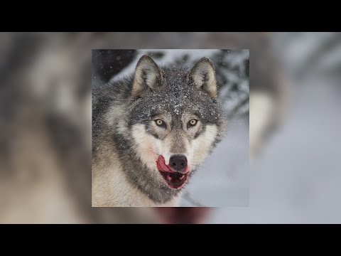 Hello Juliet - Clarion (Sped Up)