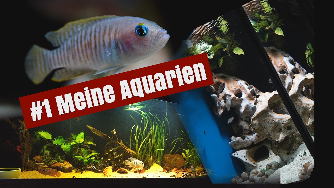 Meine Aquarien | Heute: 30 Jahre sind die beiden Becken im Einsatz | Fische teils noch älter