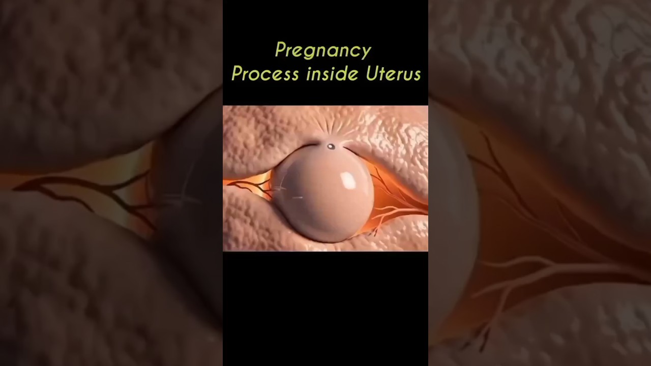 Pregnancy pro races 3d video 