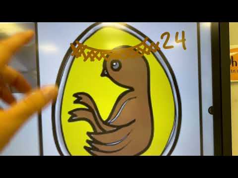 Day 20. Life Cycle of a Chicken. Hogansville Elementary School Kindergarten 2026