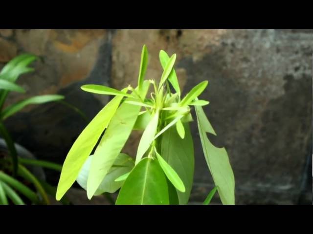 Desmodium gyrans (Codariocalyx motorius) - Plante qui danse 