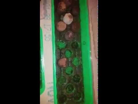 Video: Dyrkning Af Kaktus Fra Frø, Mikroklima, Vanding, Belysning, Plukning - 1