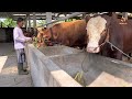 Sapi qurban ekonomisan 55rbkg kandang amanah purwodadi