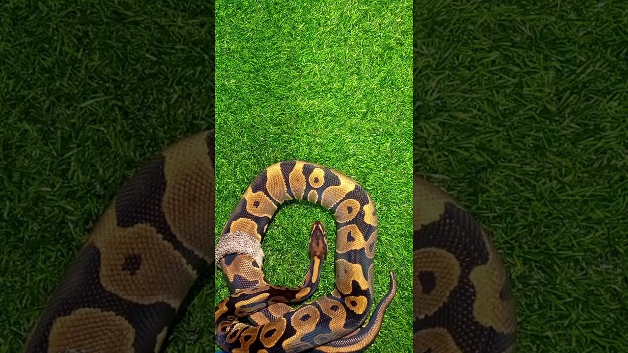 Snake shedding 