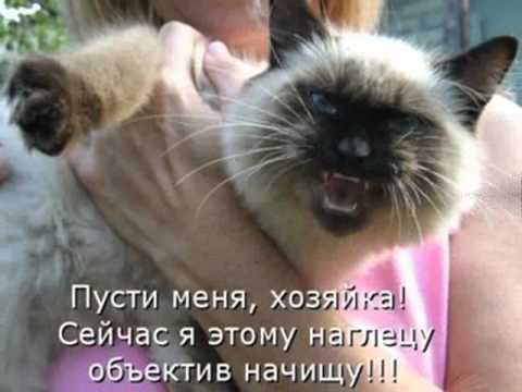 Дорога добра.wmv   поет детский хор "Великан" песня кошка.