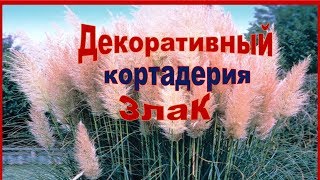 🌻🌻🌻Декоративные злаки! Пампасная трава- кортадерия! Украшение сада,декоративный злак!🌻🌻🌻(, 2018-02-27T16:49:20.000Z)