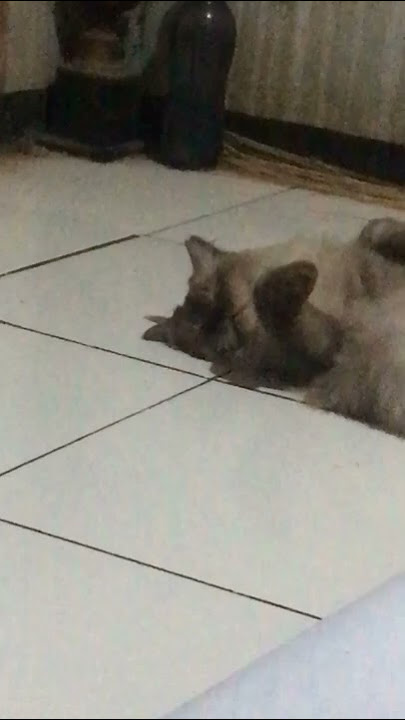 Pas denger notif wa ayang ...