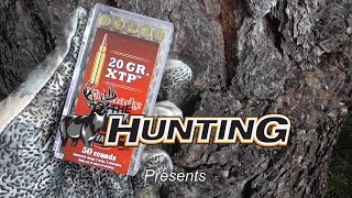 THE HUNTING PAGE: Hornady's Little 17 Slugger!