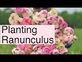 How To Plant Ranunculus | PepperHarrow Farm