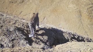 Persian leopard in Kazakhstan 2020