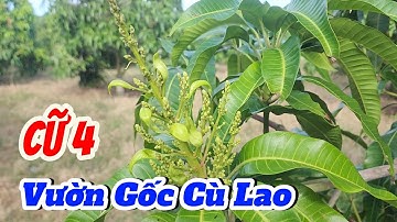 Xoài Cát Hòa Lộc Vườn nhà |Gốc Cù Lao| #0986289491 #gocculao 