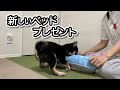 新しいベッドにあごを乗せて寝る姿がかわいい豆柴の子犬