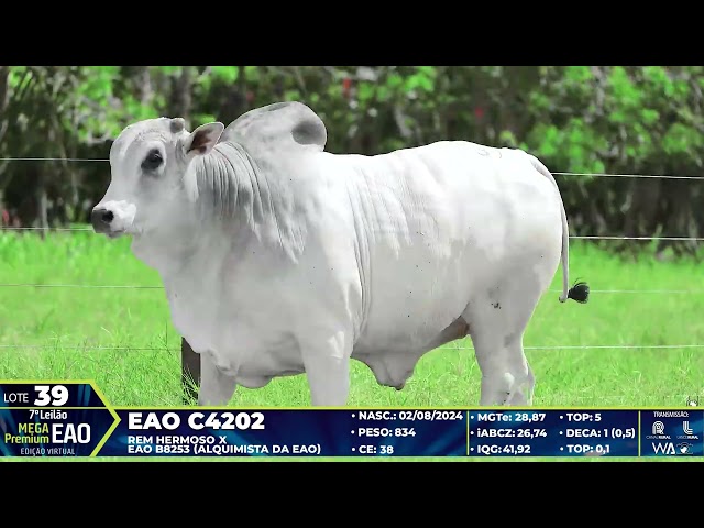 LOTE 39