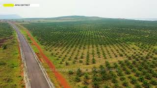 Palm Oil plantation at Maruzi Ranch in Ibuje, Apac District