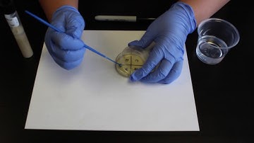 Streak Plate Tutorial | Hands-On Labs