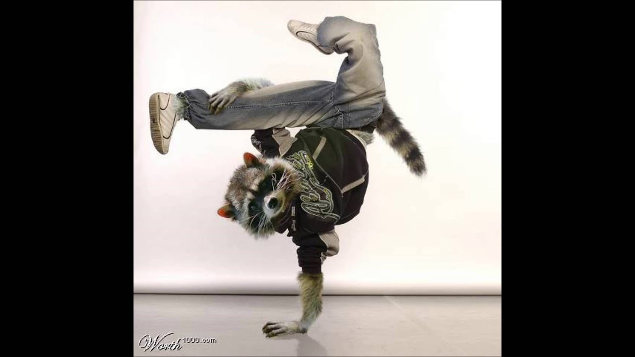 Pedro raccoon dancing. Коты танцуют. Енот танцует. Животные танцуют лезгинку. Кот тектоник.