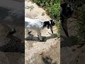 Belang belajar makan #shortsviral #shortvideo #shorts #viral