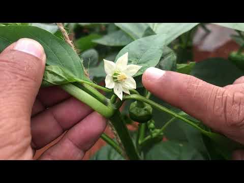 Thrips ( black and yellow) infestation in colour sweet pepper highly present in flowers