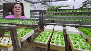Hydroponics Lettuce Garden Using NFT system and Kratky system 