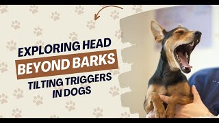 Beyond Barks Exploring Head Tilting Triggers in Dogs