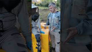 The Paradise Honey BeeBox Hive