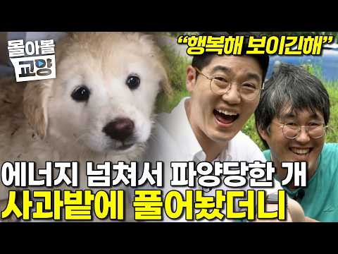 "여기 천국..?" 진정 행복한 삶을 얻은 개 하지만 보호자의 한숨은 깊어만 간다 이대로는 함께 할 수 없어 #몰아볼교양