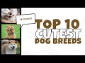 Top 10 Cutest Dog Breeds You Need To Know